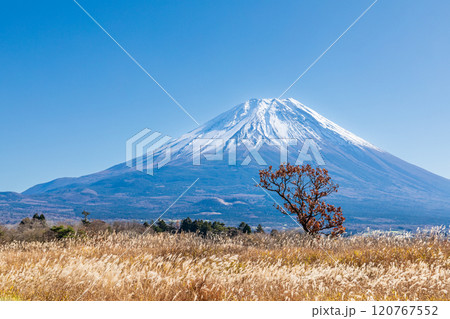 「静岡県」芒が広がる秋の朝霧高原と富士山 「静岡県」芒が広がる秋の朝霧高原と富士山 120767552