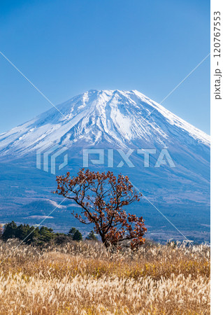 「静岡県」芒が広がる秋の朝霧高原と富士山 120767553