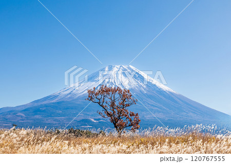 「静岡県」芒が広がる秋の朝霧高原と富士山 「静岡県」芒が広がる秋の朝霧高原と富士山 120767555