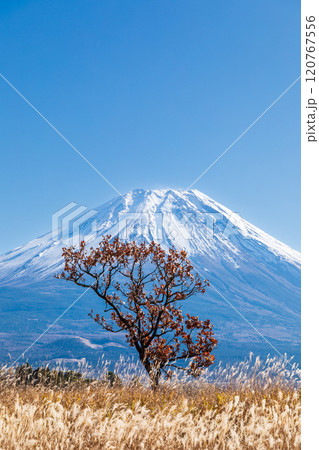 「静岡県」芒が広がる秋の朝霧高原と富士山 「静岡県」芒が広がる秋の朝霧高原と富士山 120767556