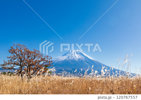 「静岡県」芒が広がる秋の朝霧高原と富士山 「静岡県」芒が広がる秋の朝霧高原と富士山 120767557
