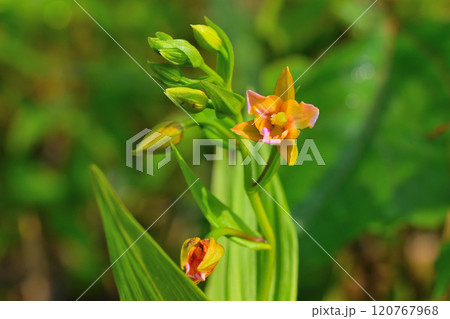 イソマカキラン イソマカキラン 120767968