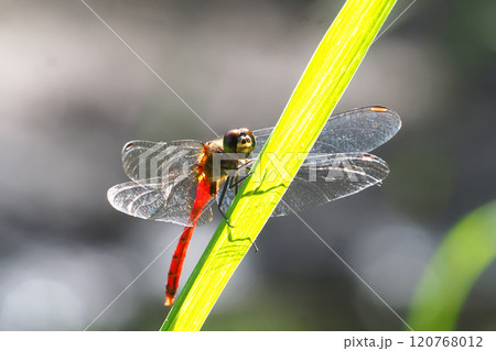 マユタテアカネ（オス） 120768012