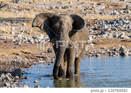 African Elephant in Etosha 120768082
