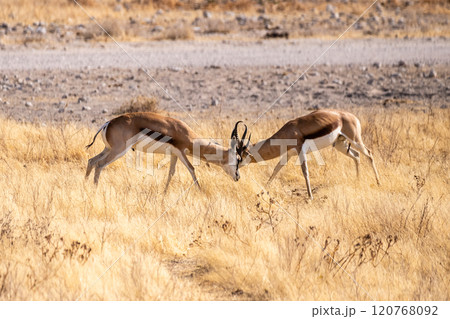 Two fighting Thompson's Gazelles Two fighting Thompson's Gazelles 120768092