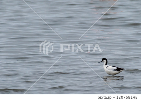 pied avocet near Walvis Bay 120768148