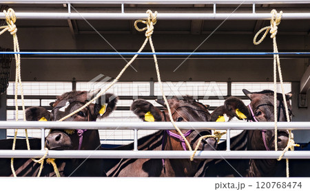 ドナドナ されていく 牛 【 家畜運搬車 と 畜産牛 の イメージ 】 120768474