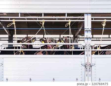 ドナドナ されていく 牛 【 家畜運搬車 と 畜産牛 の イメージ 】 120768475