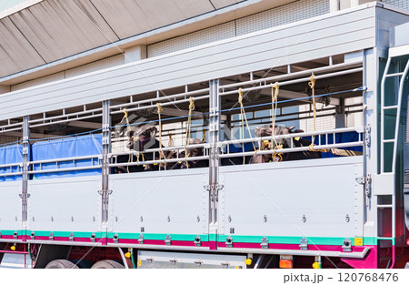 ドナドナ されていく 牛 【 家畜運搬車 と 畜産牛 の イメージ 】 120768476