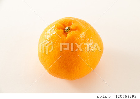 はるみ　みかん　単体 120768595