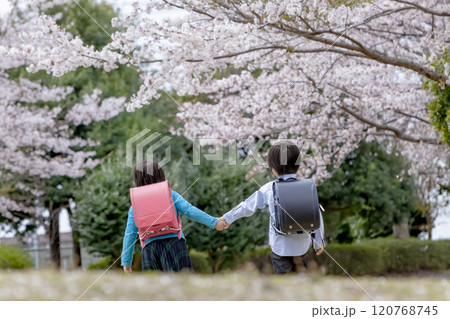 桜の咲く公園を歩く小学生たちの後ろ姿 桜の咲く公園を歩く小学生たちの後ろ姿 120768745