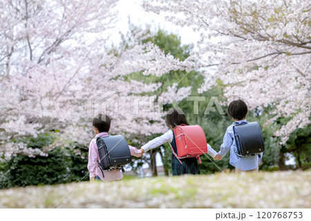 桜の咲く公園を歩く小学生たちの後ろ姿 120768753