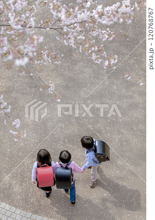 桜の咲く公園を歩く小学生たちの後ろ姿 120768767
