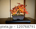 盆栽（紅葉） 120768791