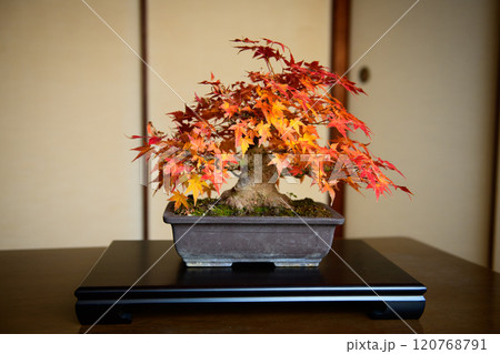 盆栽（紅葉） 120768791