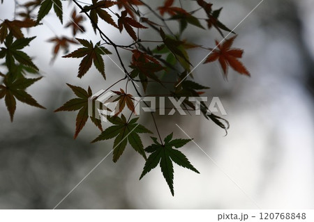 色づき始めたモミジ 色づき始めたモミジ 120768848
