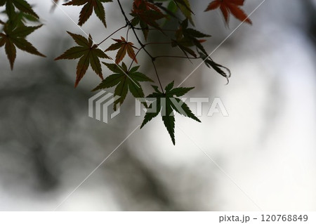 色づき始めたモミジ 色づき始めたモミジ 120768849