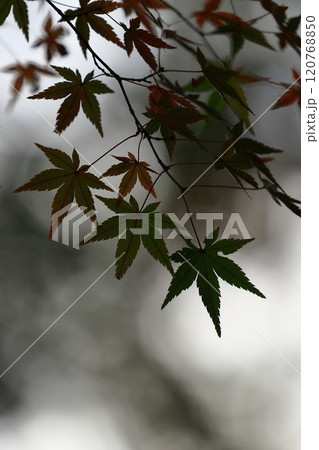 色づき始めたモミジ 120768850