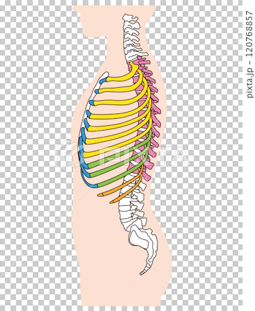 Structure of ribs and thoracic vertebrae Skeleton Side view Medical 120768857
