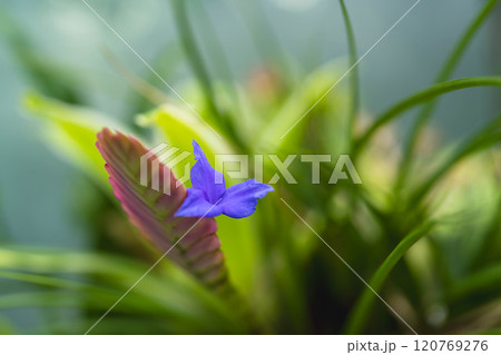 ハナアナナスの花 ハナアナナスの花 120769276