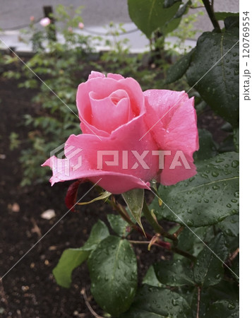 ピンクの薔薇 - Pink Rose 120769554