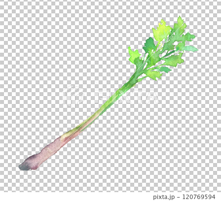 水彩で描いた芹のイラスト 120769594
