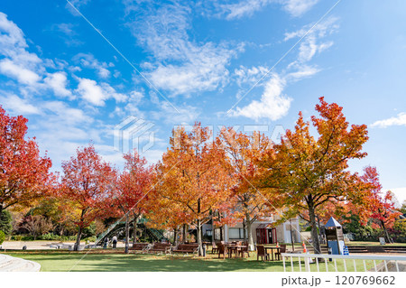 岐阜県海津市　モミジバフウの紅葉が美しい秋のアクアワールド水郷パークセンター 120769662