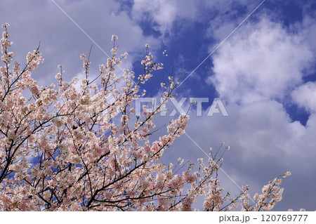 空に浮かぶ桜 空に浮かぶ桜 120769777