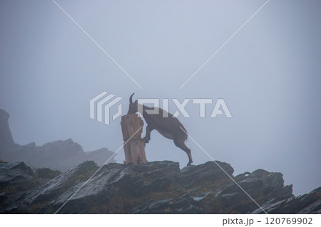 ゴルナーグラード ゴルナー氷河とアイベックス スイス ツェルマット ゴルナーグラード ゴルナー氷河とアイベックス スイス ツェルマット 120769902