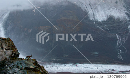 ゴルナーグラード　ゴルナー氷河とアイベックス　スイス　ツェルマット 120769903