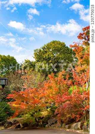 神戸・須磨離宮公園の紅葉 神戸・須磨離宮公園の紅葉 120770018