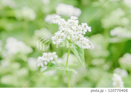 蕎麦の花 蕎麦の花 120770408