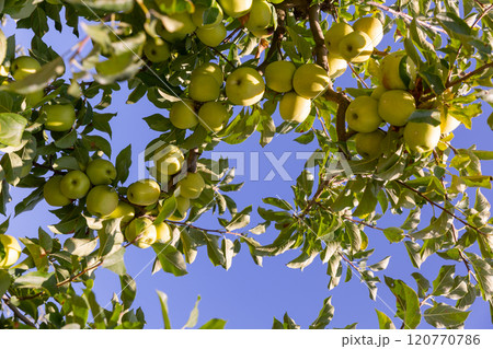 Ripe golden apples in a farm orchard Ripe golden apples in a farm orchard 120770786
