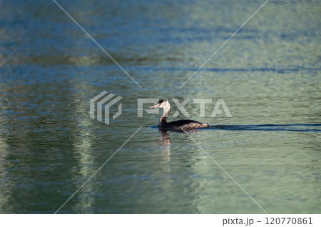 信濃川・やすらぎ堤の冠鳰(かんむりかいつぶり) 信濃川・やすらぎ堤の冠鳰(かんむりかいつぶり) 120770861