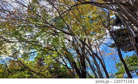空と木々 120771161