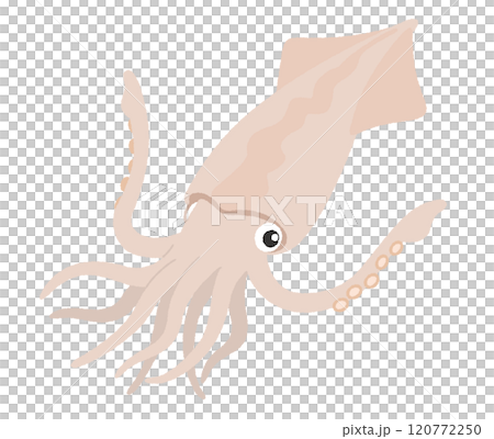 イカのイラスト 120772250