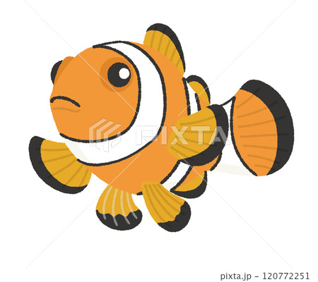 カクレクマノミのイラスト カクレクマノミのイラスト 120772251