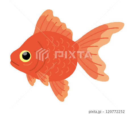 金魚のイラスト 金魚のイラスト 120772252