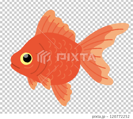 金魚のイラスト 金魚のイラスト 120772252