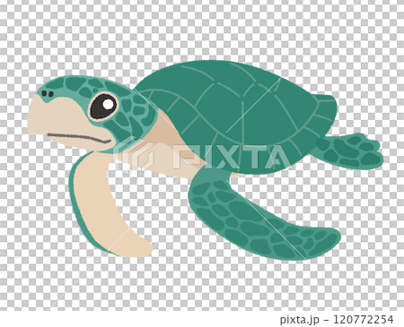 海龜插畫 120772254