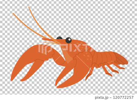 ザリガニのイラスト ザリガニのイラスト 120772257