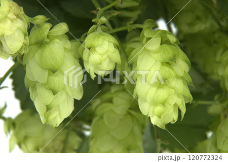 Close-up of fresh green hops on the vine isolated on white background 120772324