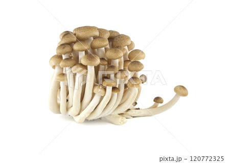Group of Shimeji mushrooms isolated white background 120772325
