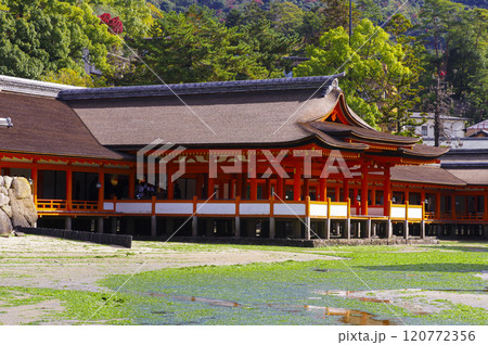 日本三景の厳島神社 日本三景の厳島神社 120772356