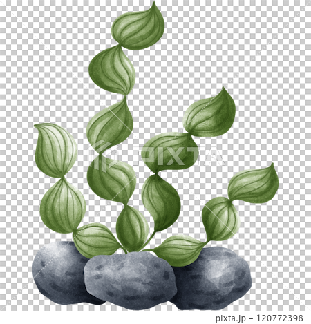 Various colored corals 120772398