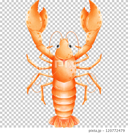 Colorful creatures of the ocean Colorful creatures of the ocean 120772479