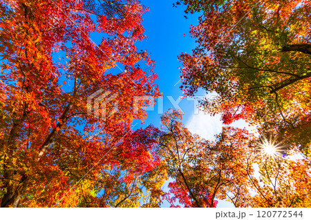 錦秋の京都 等持院の鮮やかな紅葉 120772544