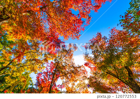 錦秋の京都 等持院の鮮やかな紅葉 錦秋の京都 等持院の鮮やかな紅葉 120772553