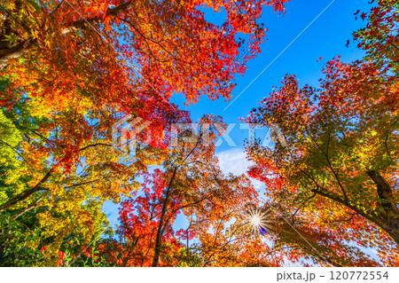 錦秋の京都 等持院の鮮やかな紅葉 錦秋の京都 等持院の鮮やかな紅葉 120772554