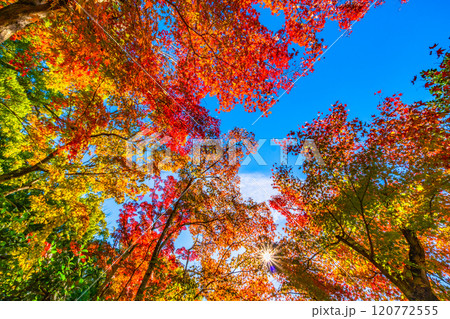 錦秋の京都 等持院の鮮やかな紅葉 120772555